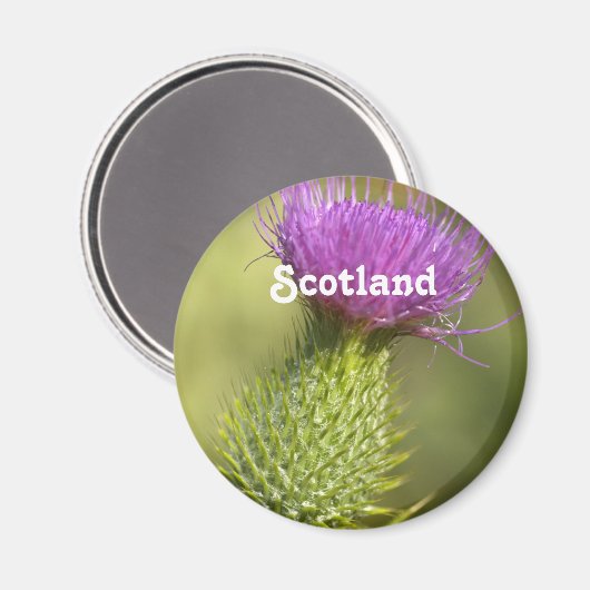 Aimant Scotland Thistle (Recto/Verso)
