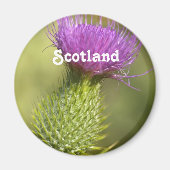 Aimant Scotland Thistle (Devant)