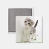 Aimant Scottish Fold Kitten (Recto/Verso)