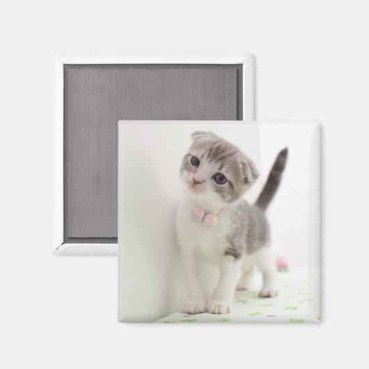 Aimant Scottish Fold Kitten (Recto/Verso)