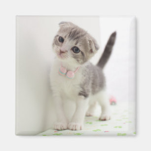 Aimant Scottish Fold Kitten