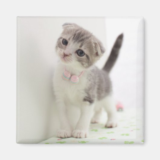 Aimant Scottish Fold Kitten (Devant)