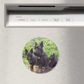 Aimant Scottish Terriers (In Situ (Lave-vaisselle))