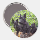 Aimant Scottish Terriers (Recto/Verso)