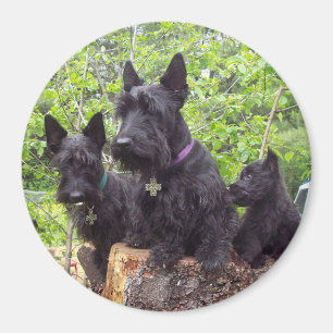 Aimant Scottish Terriers