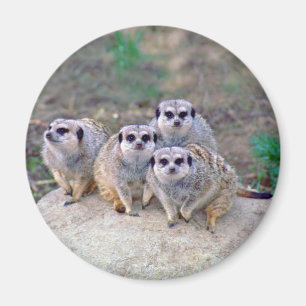 Aimant scrutant de 4 Meerkats