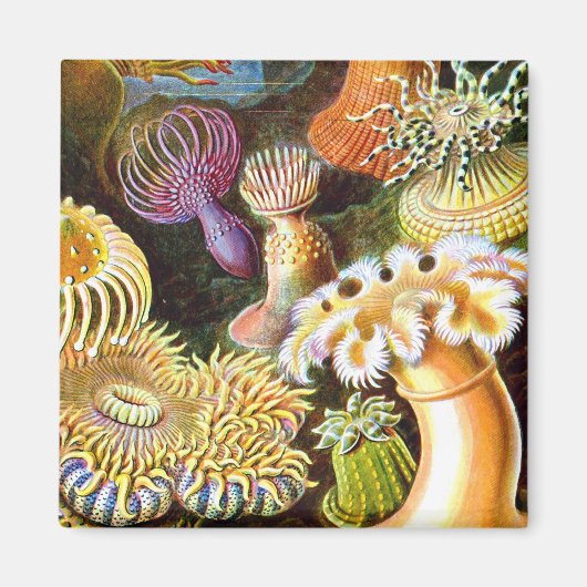 Aimant Sea Anemones Ernst Haeckel Art (Devant)