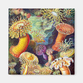 Aimant Sea Anemones Ernst Haeckel Art (Devant)