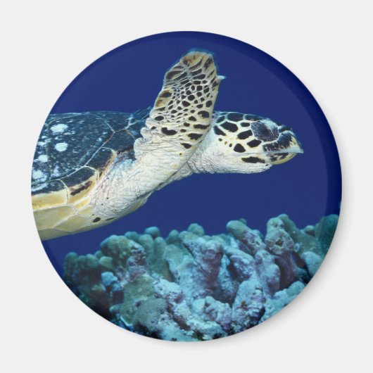 Aimant Sea Life - Tortue de mer (Devant)