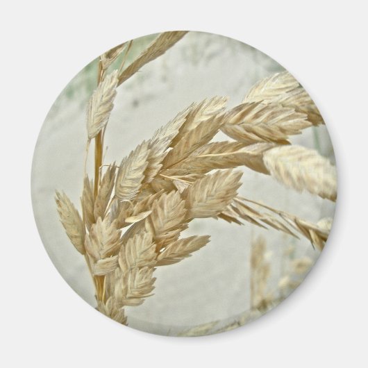 Aimant Sea Oats Outer Banks série NC (Devant)
