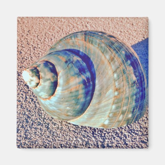 Aimant Sea Welk Seashell (Devant)