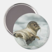 Aimant Seal bébé doux (Recto/Verso)