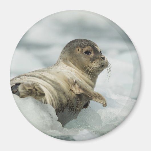 Aimant Seal bébé doux (Devant)