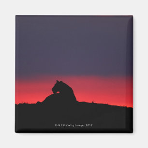 Aimant Séance de lionne (Panthera Lion), au coucher du