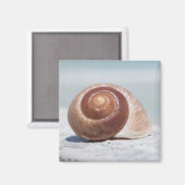 Aimant Seashell | Saint-Pétersbourg, Floride (Recto/Verso)