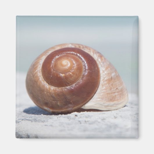 Aimant Seashell | Saint-Pétersbourg, Floride (Devant)