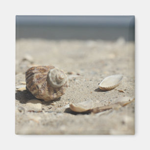 Aimant Seashells On Sand By the Sea