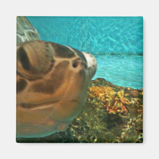 Aimant Selfie de tortue marine amusante (Devant)