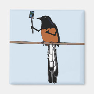 Aimant Selfie D'Oiseau Hawaïen Shama
