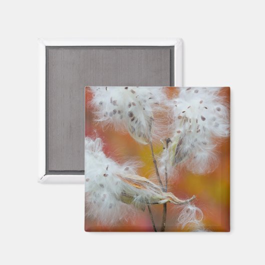 Aimant Semences de l'algue à lait en automne, Canada (Recto/Verso)