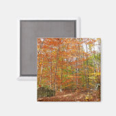 Aimant Sentier de l'automne de la lumière du soleil au pa (Recto/Verso)