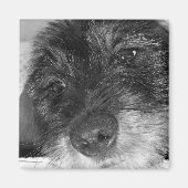 Aimant Sentimental (Devant)