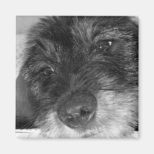 Aimant Sentimental (Devant)