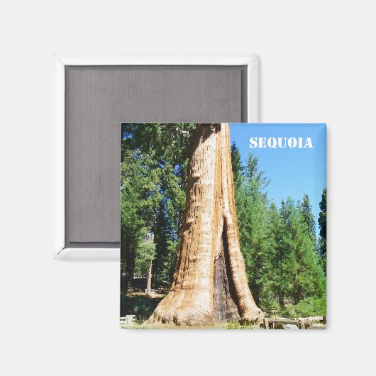 Aimant Sequoia géant ! (Recto/Verso)