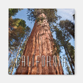 Aimant Séquoia géante (Devant)