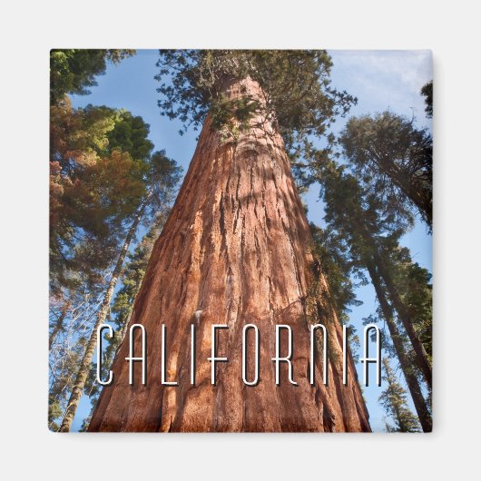 Aimant Séquoia géante (Devant)