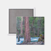 Aimant Sequoias & Merced River Yosemite National Park, CA (Recto/Verso)