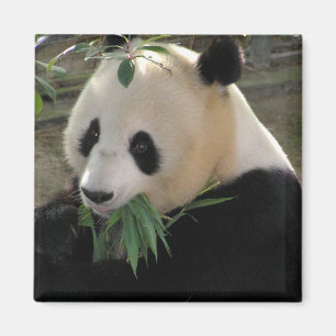 Aimant Sérénité Panda