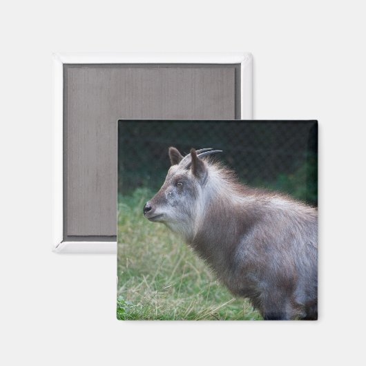 Aimant Serow japonais (Recto/Verso)