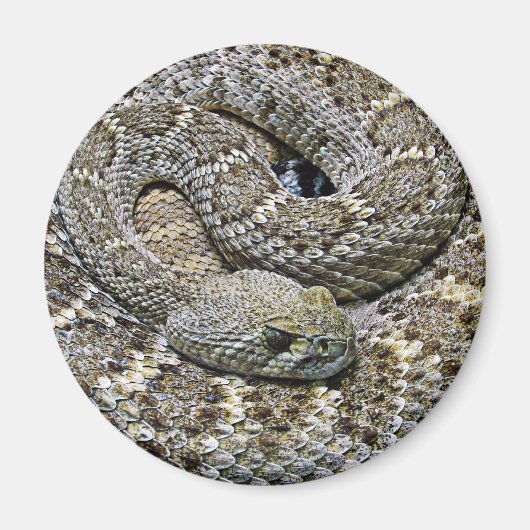 Aimant Serpent (Devant)