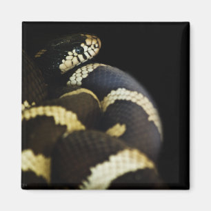 Aimant serpent de Californie