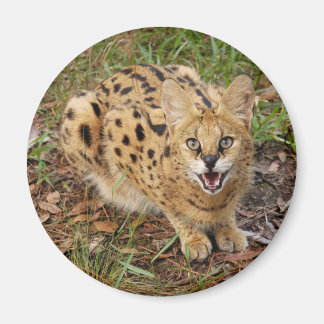 Aimant serval 044