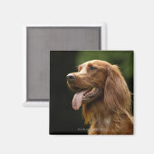 Aimant Setter 2 irlandais (Recto/Verso)