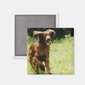 Aimant Setter irlandais (Recto/Verso)