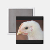 Aimant seule poussin (Recto/Verso)