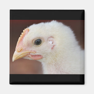 Aimant seule poussin