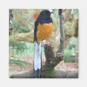 Aimant Shama Bird mâle à rames blanches