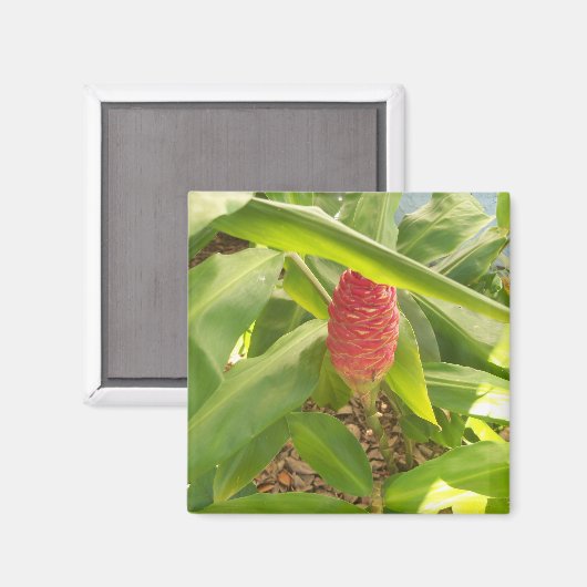 Aimant Shampooing Fleur de gingembre (Recto/Verso)