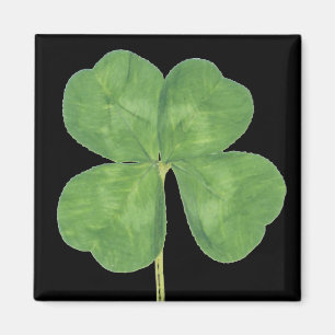 Aimant Shamrock chanceux de trèfle de Quatre-Feuille