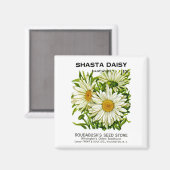 Aimant Shasta Daisy Vintage semis (Recto/Verso)