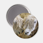 AIMANT SHEEP (Recto/Verso)