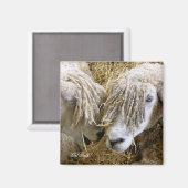 AIMANT SHEEP (Recto/Verso)
