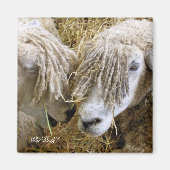 AIMANT SHEEP (Devant)