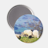 AIMANT SHEEP (Recto/Verso)