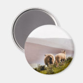 AIMANT SHEEP (Recto/Verso)