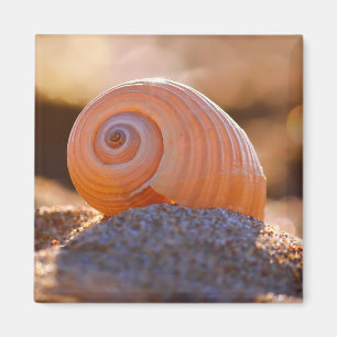Aimant Shell Bokeh  Greece